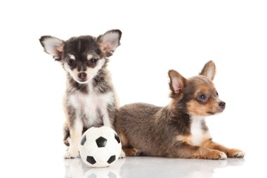 Chihuahua beyaz arka planda izole edilmiş.