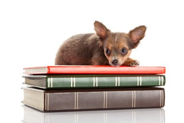 Chihuahua beyaz arka planda izole edilmiş.