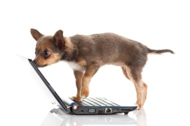 Chihuahua beyaz arka planda izole edilmiş.