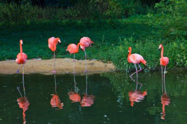 pembe flamingolar Hayvanat Bahçesi