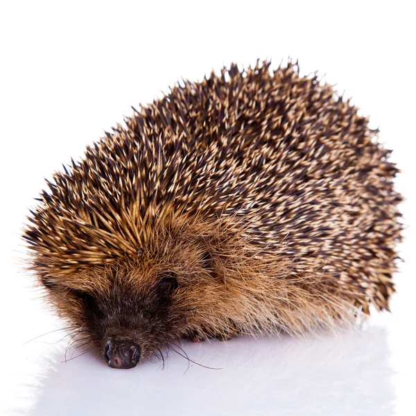 Hedgehog isolated on white background — Stock Photo, Image