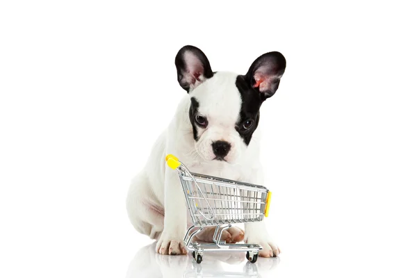 Fransk bulldog med shopping trolly isolerad på vit bakgrund — Stockfoto