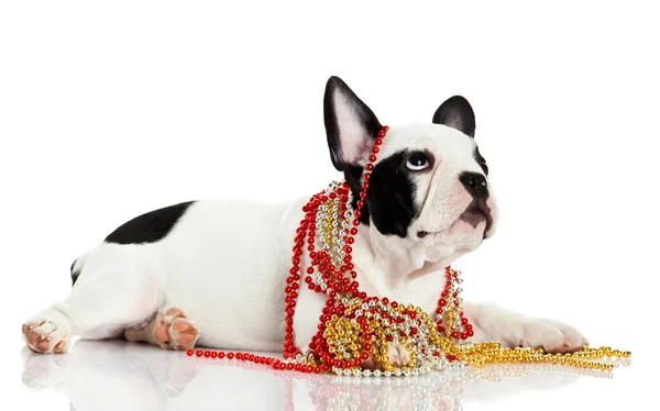 French bulldog with beads isolated on white background — Stock Photo, Image