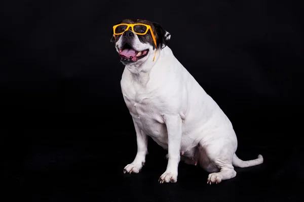 Americano bulldog su sfondo nero occhiali capelli — Foto Stock