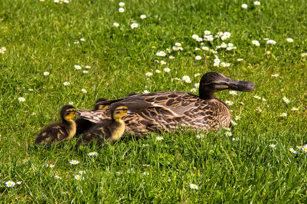 Pato con ducklings.walk en la ciudad — Foto de Stock