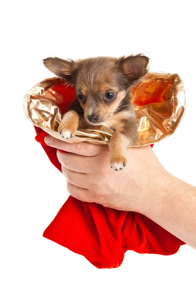 Chihuahua isolerad på vit bakgrund — Stockfoto