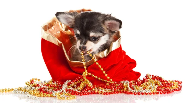 Chihuahua isolerad på vit bakgrund — Stockfoto