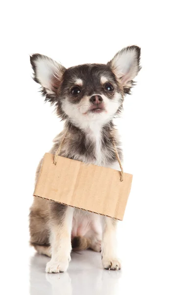 Chihuahua isolerad på vit bakgrund — Stockfoto