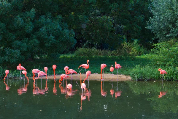 Różowe flamingi zoo — Zdjęcie stockowe