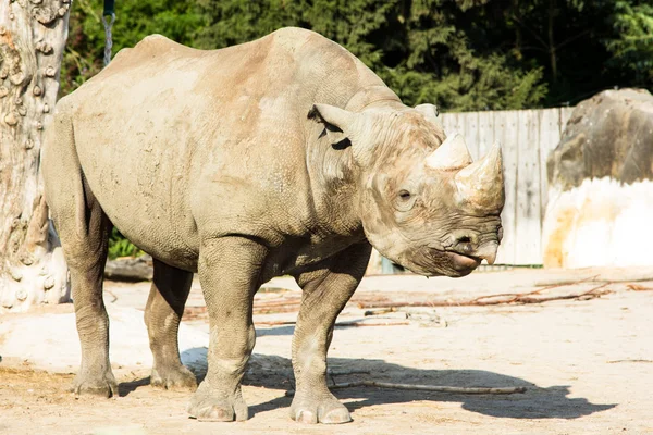 Rhino rhinoceros zoo — Stock Photo, Image