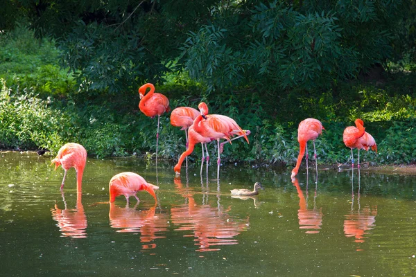 Różowe flamingi zoo — Zdjęcie stockowe