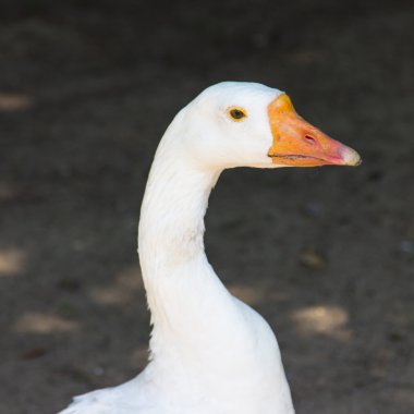 ördek hayvanat bahçesinde çeşitli