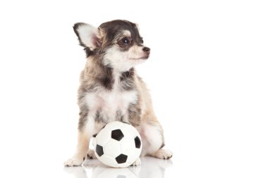Chihuahua beyaz arka planda izole edilmiş.