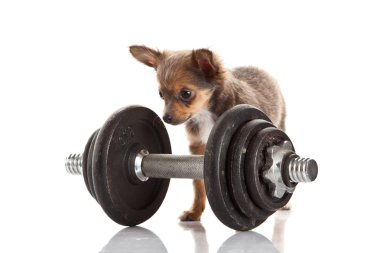 Chihuahua beyaz arka planda izole edilmiş.