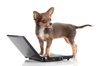 Chihuahua beyaz arka planda izole edilmiş.