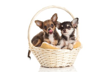 Chihuahua beyaz arka planda izole edilmiş.