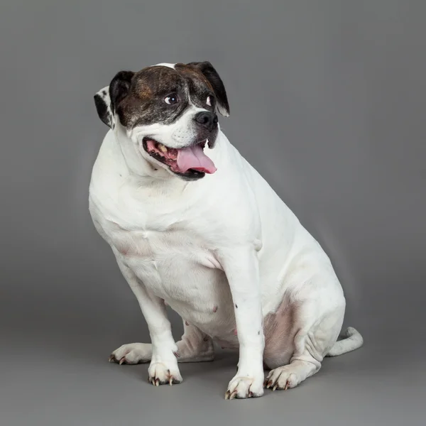 Amerikanische Bulldogge auf grauem Hintergrund — Stockfoto