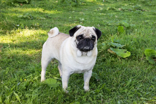 Cão pug ao ar livre — Fotografia de Stock