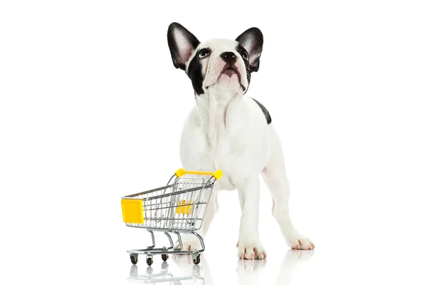 Bulldog francês com carrinho de compras isolado no fundo branco — Fotografia de Stock