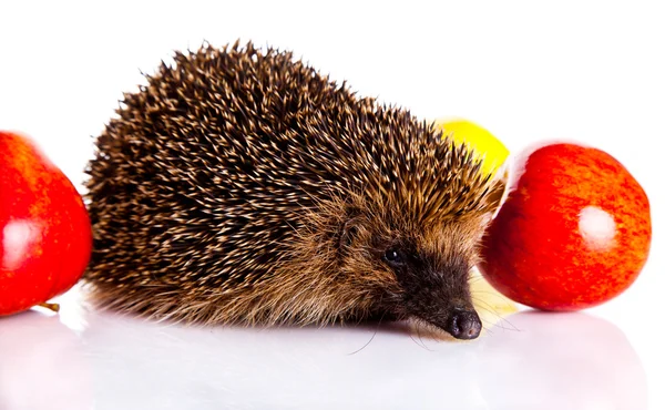 Hedgehog isolated on white background — Stock Photo, Image