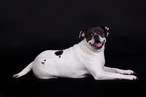 Amerikanische Bulldogge auf schwarzem Hintergrund — Stockfoto