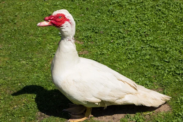 Duck zoo miscellaneous — Stock Photo, Image