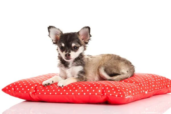 Chihuahua isolerad på vit bakgrund — Stockfoto