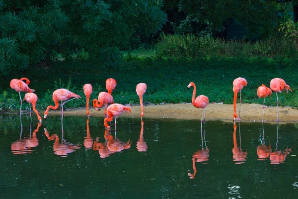 粉红色的火烈鸟动物园 — 图库照片