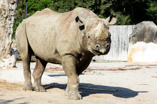 Rhino gergedan Hayvanat Bahçesi — Stok fotoğraf
