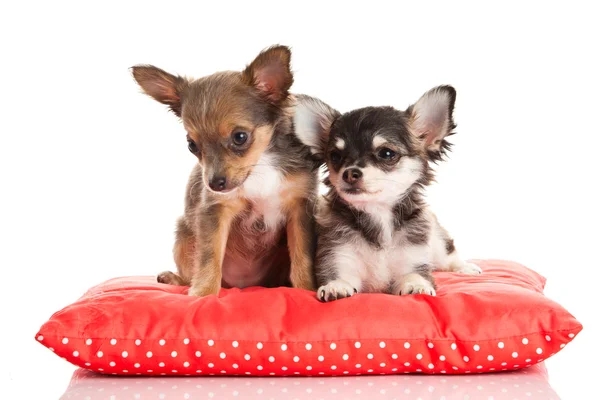 Chihuahua izolowane na białym tle — Zdjęcie stockowe