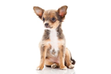 Chihuahua beyaz arka planda izole edilmiş.