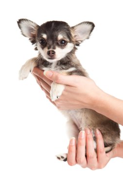 Chihuahua beyaz arka planda izole edilmiş.