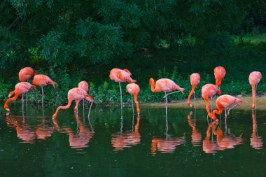 pembe flamingolar Hayvanat Bahçesi