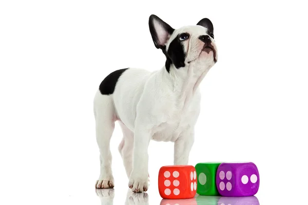 Französische Bulldogge mit Würfeln auf weißem Hintergrund — Stockfoto
