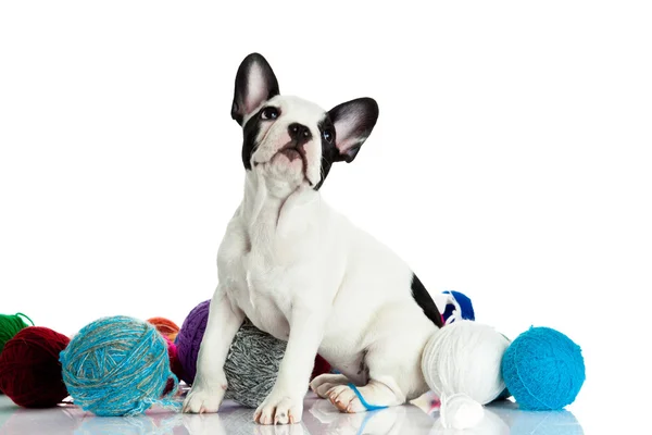Bulldog francese con filettature isolate su sfondo bianco — Foto Stock