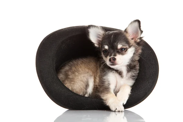 Chihuahua isoliert auf weißem Hintergrund — Stockfoto