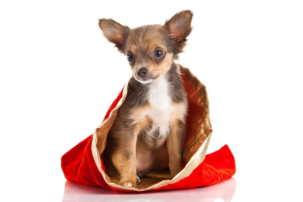 Chihuahua isoliert auf weißem Hintergrund — Stockfoto