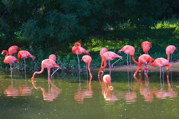 Fenicotteri zoo rosa — Foto Stock