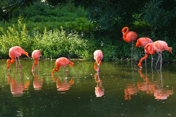 粉红色的火烈鸟动物园 — 图库照片