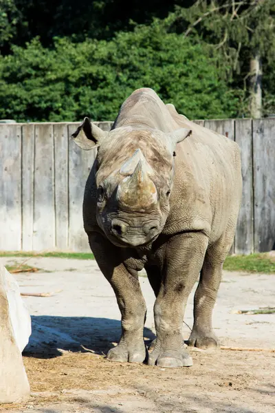 Rhino noshörning zoo — Stockfoto