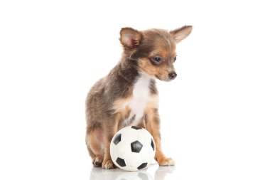Chihuahua beyaz arka planda izole edilmiş.