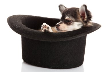 Chihuahua beyaz arka planda izole edilmiş.