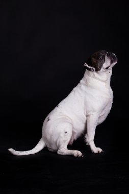 siyah arka plan üzerine Amerikan bulldog