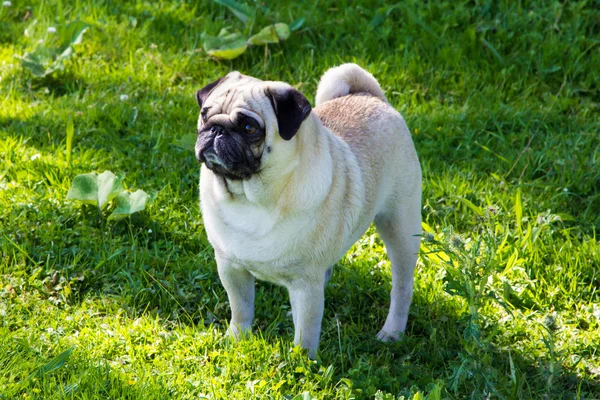 Cão pug ao ar livre — Fotografia de Stock