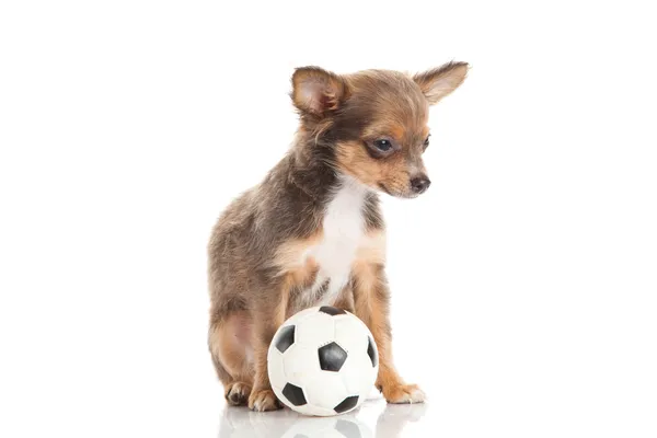 Chihuahua isolated on white background — Stock Photo, Image