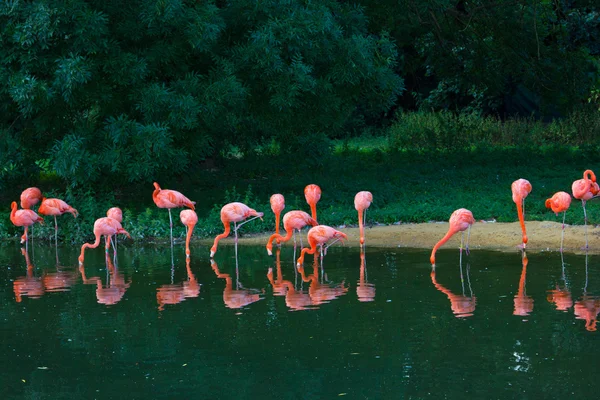 Flamingo's roze dierentuin — Stockfoto