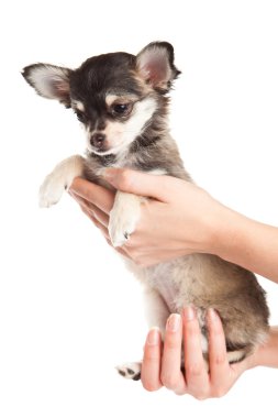 Chihuahua beyaz arka planda izole edilmiş.