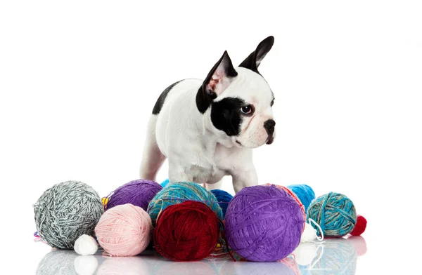 French bulldog with threadballs isolated on white background — Stock Photo, Image