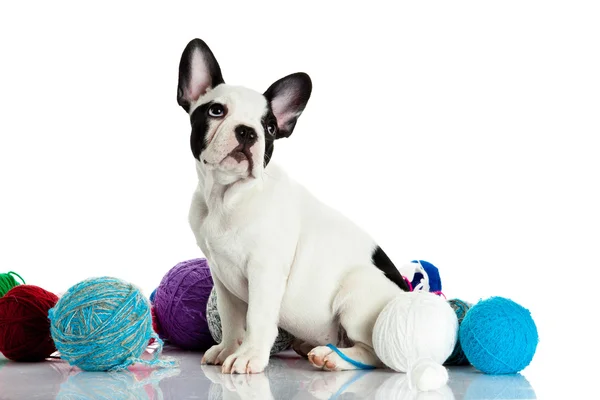 Bouledogue français avec boules de filetage isolées sur fond blanc — Photo