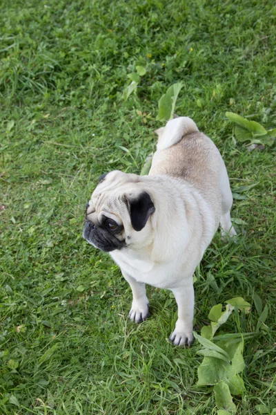 Cão pug ao ar livre — Fotografia de Stock